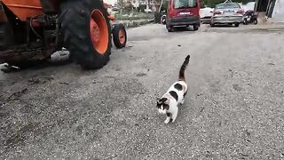 The stray cat runs to greet the people who feeds her with meows