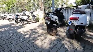 Fluffy street cat is talking to me with her incredibly cute meow