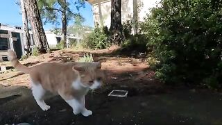 Leo the cat is rubbing against me like saying "I love you"