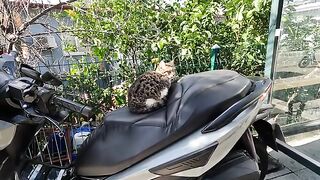 The cute young cat sleeping on the motorcycle was very friendly
