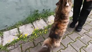 Mimi the cat and her friend are asking us for food