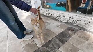 The stray cat greets the woman who feeds her, with purrs and dances