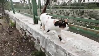 The street cat, meowing incessantly, was very hungry