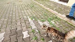 The cutest moment ever! Stray cat begs for love with its paws