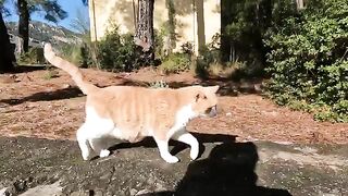 While we were petting Leo the cat, he relaxed completely and lay down on the floor