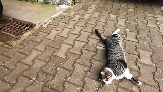 A stray cat rolling on its back on the ground is asking for love