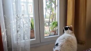 Cute cat is trying to catch the grasshopper behind the window