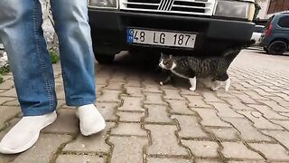 The adorable street cat needs love more than anything