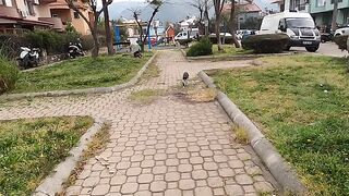 Tuxedo cat meowing very loudly is so hungry