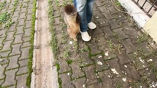 A stray cat's body language is the biggest indicator of how much it loves you