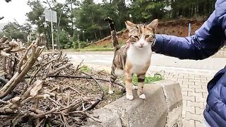Calico cat kept sniffing and meowing at me
