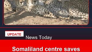 Somaliland-centre-saves-cheetahs-from-trafficking-to-Gulf-palaces