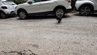 Dali the cat became uneasy when she saw the dog approaching