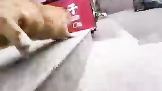 A street cat was fitted with a camera, and this is what happen