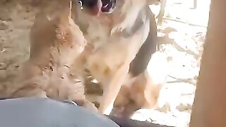 A dog and an orange cat waiting in line to drink milk.