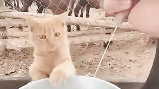 Fresh milk is harmless to cats, enjoy your meal!