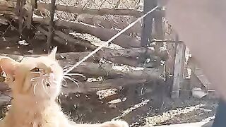 Cats can't resist fresh milk