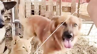 Dogs and cats waiting in line for fresh milk