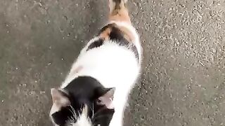 Calico Cat