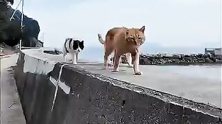 stray cats that come to be petted.