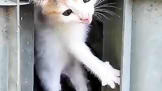 A kitten that gets angry at a puppy.