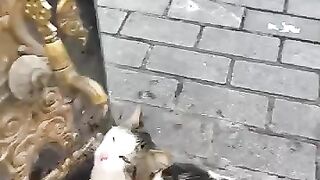 The cat waiting by the fountain.