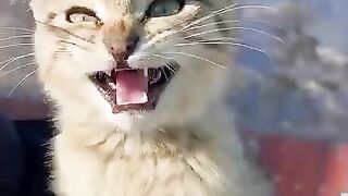 A little cat that meows very beautifully
