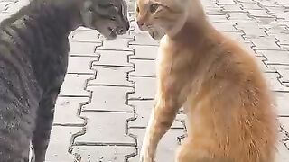 The fight between the angry cats was ended by someone interv