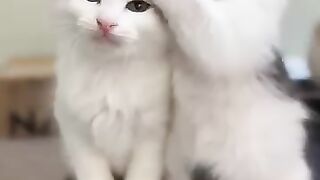 white baby cats