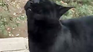 I love you black cat