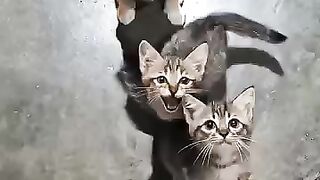 Street cats are our babies living on the streets.