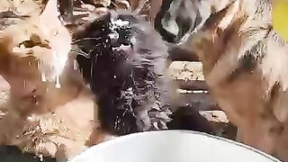 Cats are waiting for milk