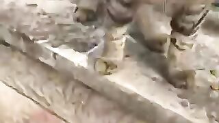 A tabby street cat who lost one eye.