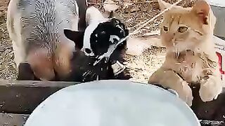 How about fresh hot milk