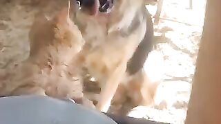 cat and dog drinking milk