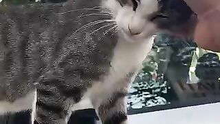 Beautiful-eyed tabby cat