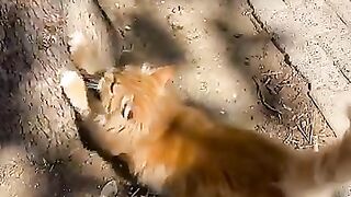 А sweet orange street cat scratching a tree.