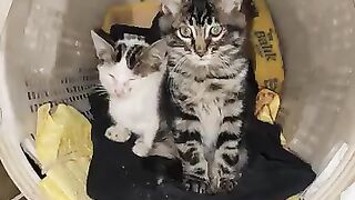 Warm nest for kittens in cold weather.