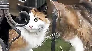 sweet calico cat