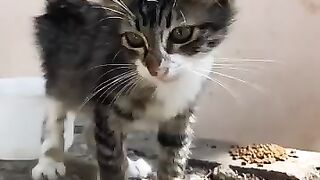 I haven't seen the mother, but it's nice to pet the kitten.