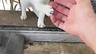 А sweet white kitten