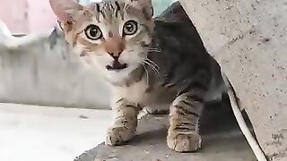 Beautiful eyed kitten.