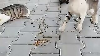 The old cat is very angry