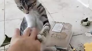 One of the kittens I raised