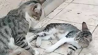 Mother cat playing with her kittens.