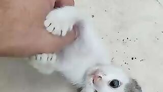 I played with the baby cat for a bit.