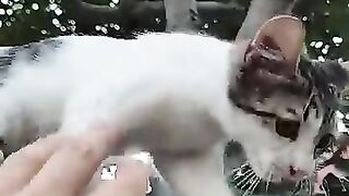 Two affectionate sister cats.