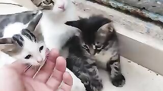 Mother cat & kittens