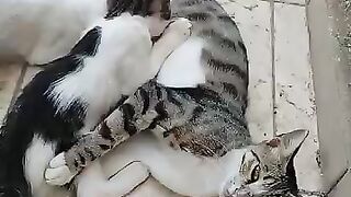 The kittens have grown up but they still love to drink milk.