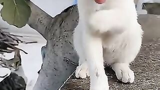 self-cleaning white cat.